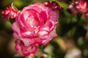 crimson rose bouquet freelens macro photo