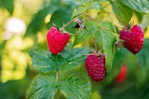 delicious juicy raspberries in the morning photo