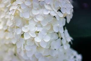 hydrangea freelens macro without macro photo