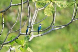 Blue and white Kingfisher bird, in the wild photo