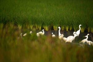 beautiful egrets are playing in the rice fields photo