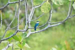 Blue and white Kingfisher bird, in the wild photo