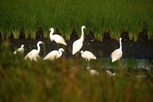 beautiful egrets are playing in the rice fields photo