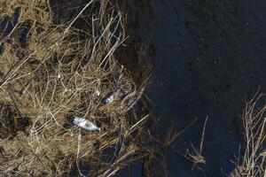 Plastic bottle in muddy water in the forest, thrown away by man. Environmental disaster in nature. The problem of plastic in nature. Horizontal. Photo in high quality.