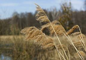Tall dry grass on the background of a forest river. Bare trees and blue spring sky on a sunny day in the background. High quality photo