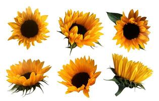 Yellow cutout sunflowers with leaves set, isolated bright object on the white background for decor, harvest time design, invitations, soft focus and clipping path photo