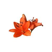 Lily bright orange flower isolated cutout object top view, houseplant in pot floral bouquet, clipping path soft focus photo