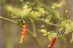 naranja aves ojo chile pimienta plantas de cerca foto