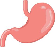 Isolated Stomach Icon In Pink Color. vector