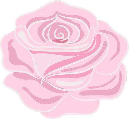 Pink rose flower on white background.