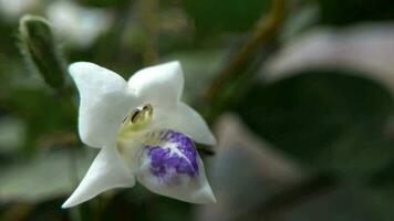 pequeño blanco y púrpura flores influencia en el viento video