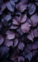 A dark background with many leaves in the foreground photo