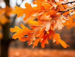 Oak leaves background framed by red light photo