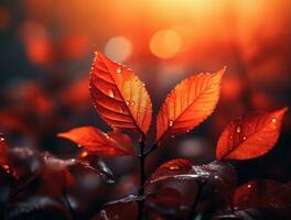 Autumn leaves background photo