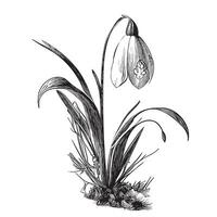 Snowdrop hand drawn sketch in doodle style Vector illustration