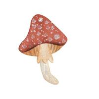 Fly agaric mushroom. Isolated element on a white background. watercolor illustration vector