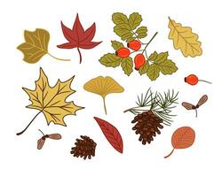 Collection of hand drawn autumn leaves and seeds. Vector flat isolated outline colored elements on white background. Ideal for stickers, tatoo, pattern, background, wrapping paper