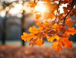 Oak leaves background framed by red light photo