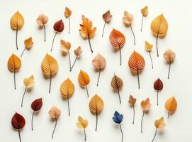 Autumn leaves collection photo