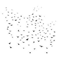 Sketch drawing of a silhouette of a flock of birds flying forward, cling together. Takeoff, flying, flight, flutter, hover, soaring, landing vector