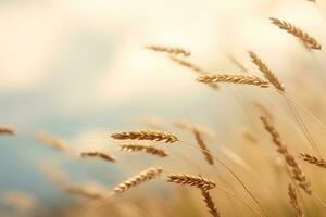A selective focus shot of growing golden ears of wheat in farmland. AI Generated. photo