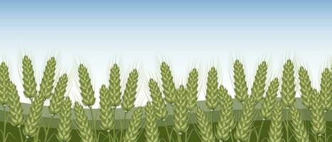 Spikelets of rye, rye, wheat field against the sky. Agriculture. Seamless horizontal border. Vector