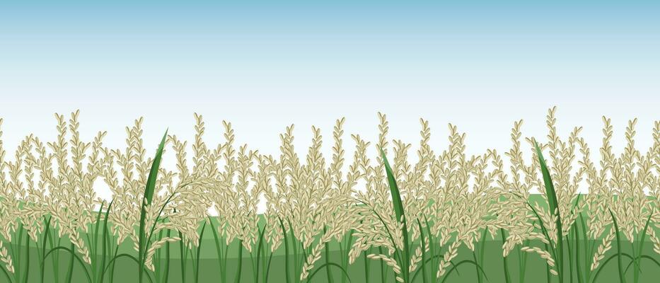 Spikelets of rice, rice field against the sky. Seamless horizontal border. Vector