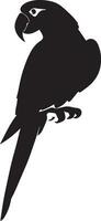 Parrot vector silhouette illustration