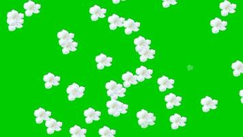 animiert Video von Blume Regen mit ein Grün Hintergrund.