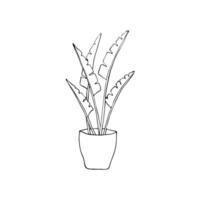 Hand-drawn houseplant in a pot. Isolated vector illustration