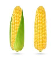 Realistic isolated yellow corn cob. Ripe raw maize vector