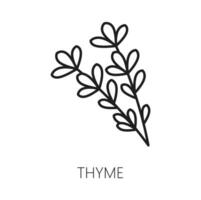Vector thyme branch isolated seasoning herb icon