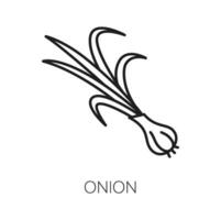 Common bulb onion, vegetarian food vegetable icon vector