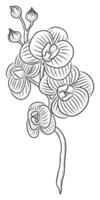 BLACK VECTOR ISOLATED ON A WHITE BACKGROUND DOODLE ILLUSTRATION OF ORCHID TWIGS