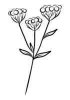 BLACK VECTOR ISOLATED ON A WHITE BACKGROUND DOODLE ILLUSTRATION OF A GYPSOPHILA TWIG