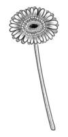 BLACK VECTOR ISOLATED ON A WHITE BACKGROUND DOODLE ILLUSTRATION OF A BLOOMING GERBERA