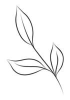 BLACK VECTOR ISOLATED ON A WHITE BACKGROUND DOODLE ILLUSTRATION OF A SPRIG OF RUSKUS