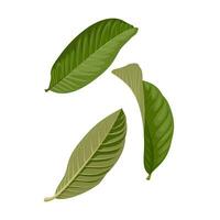 Vector illustration, guava leaf ,scientific name Psidium guajava, herb leaf, isolated on white background.