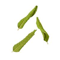 Vector illustration, Dried guava leaf, scientific name Psidium guajava, herb leaf, isolated on white background.