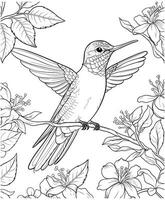 easy hummingbird coloring page vector