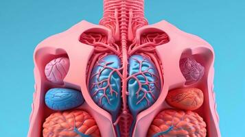 3D illustration mockup of the human organ system, Anatomy, Nervous, circulatory, digestive, excretory, urinary,and bone systems. Medical education concept, Generative AI illustration photo