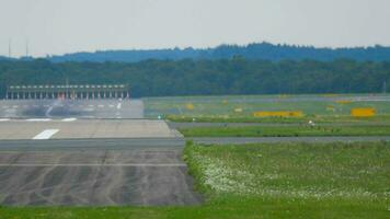 Kestrel bird near runway and landing aircraft at background. video