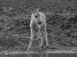 wild horses in westphalia photo