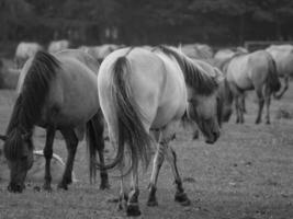 wild horses in westphalia photo