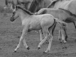 wild horses in westphalia photo