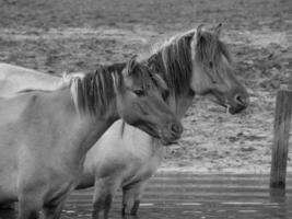 wild horses in westphalia photo