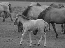 wild horses in westphalia photo