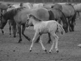 wild horses in westphalia photo