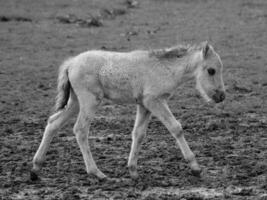 caballos salvajes en westfalia foto