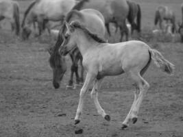 caballos salvajes en westfalia foto